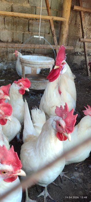 Тауықтар леггорн стандар