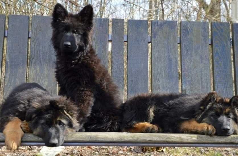 Продаются щенки овчарка немецкая