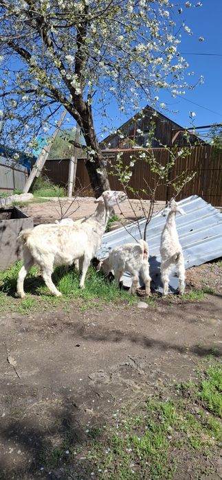 Заненский лақтар сатыдады 4  айлық