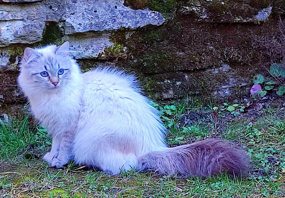 Сибирски котенца Невска маскарадна