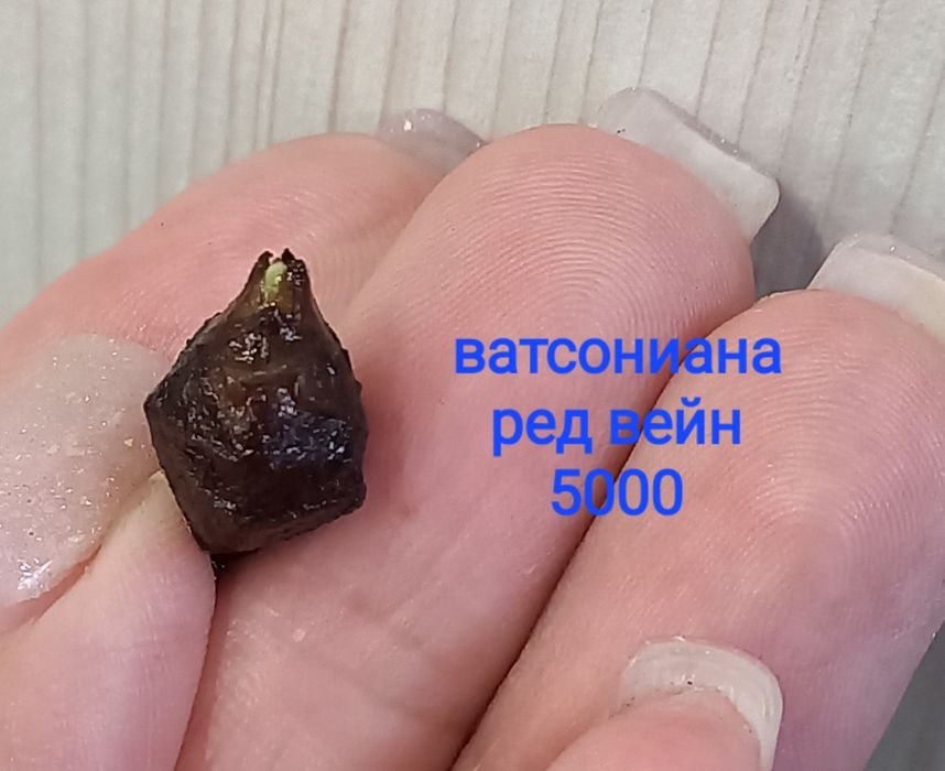 Сортовые алоказии