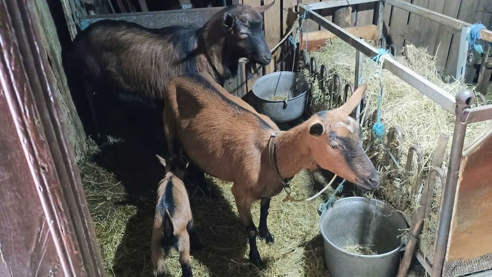 Vând capra Francez Alpin original