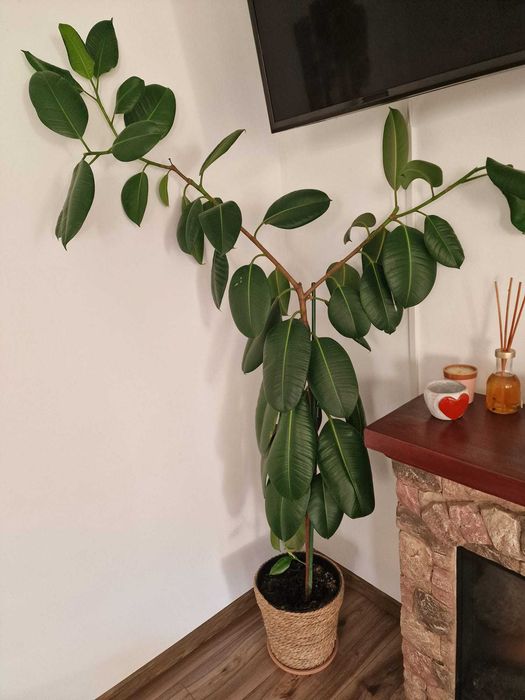 Ficusul "de csuciuc"