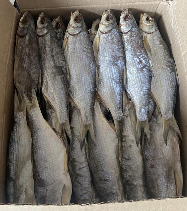 В продаже свежевяленый рыбец