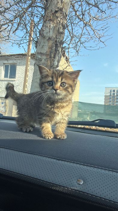 Продам Шотландская золотая тикированна шиншилла девочка