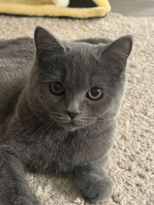 Британская котята