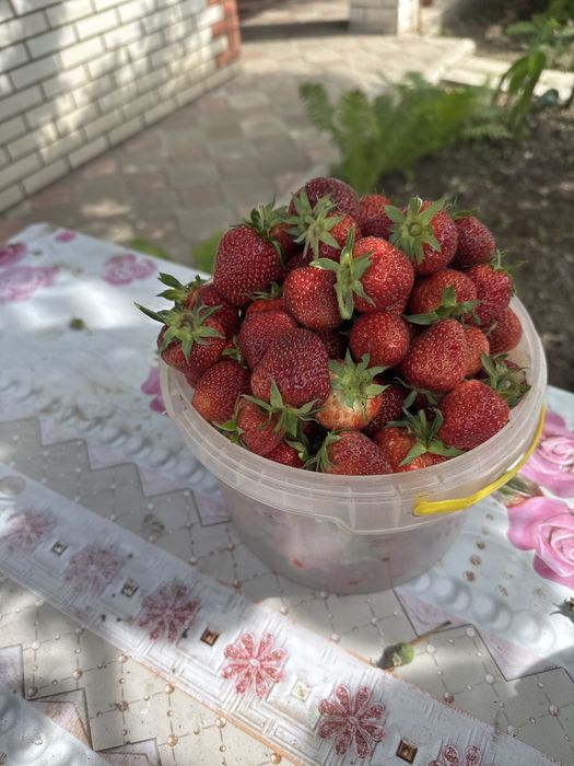 Домашняя свежая клубника