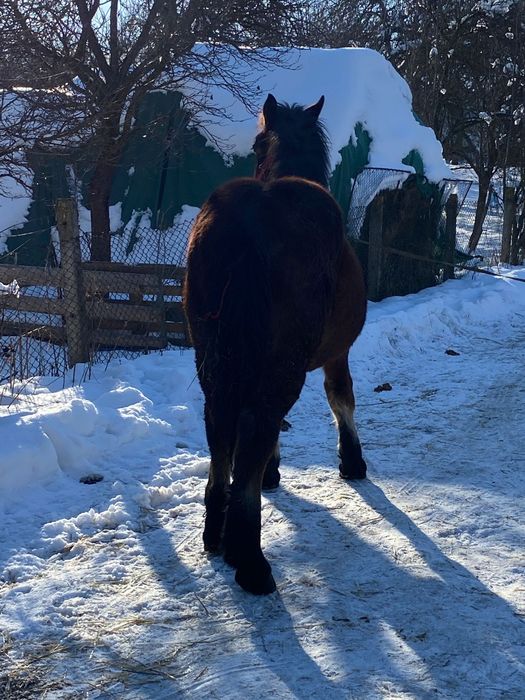 Mânz murg vând schimb