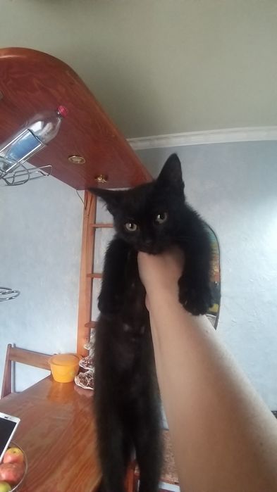 Отдам в хорошие руки