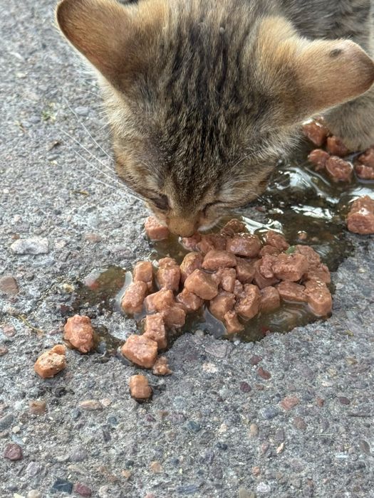 Котенок в добрые руки