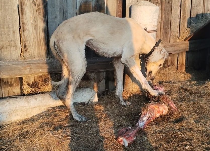 Қаншық Тазы сатылады