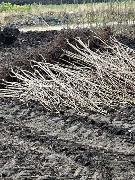 Vând Pomii Fructiferi Altoiți Clasici și Columnari anul 3 de vegetație