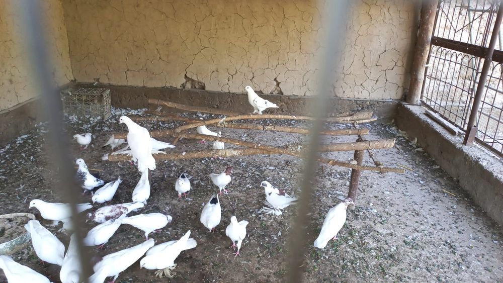 Кептерлер  оптом