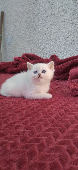 British shorthair chinchila silver cu ochi albastri