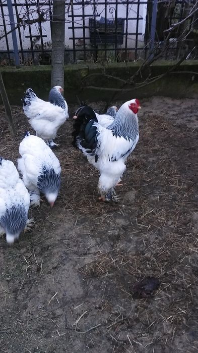 Ouă pentru incubare