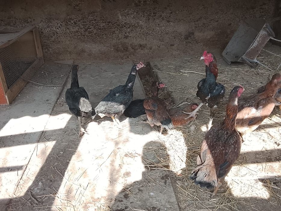 Дакан тауыктар сатылады