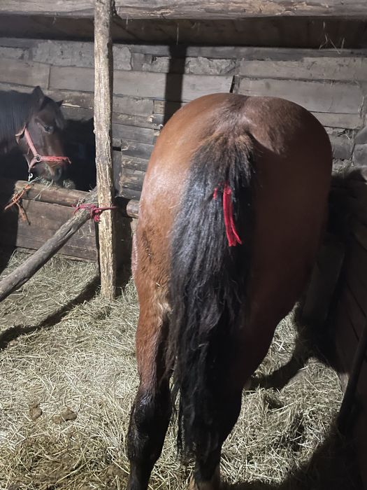 Vand 3 mânji de un an si 4 luni