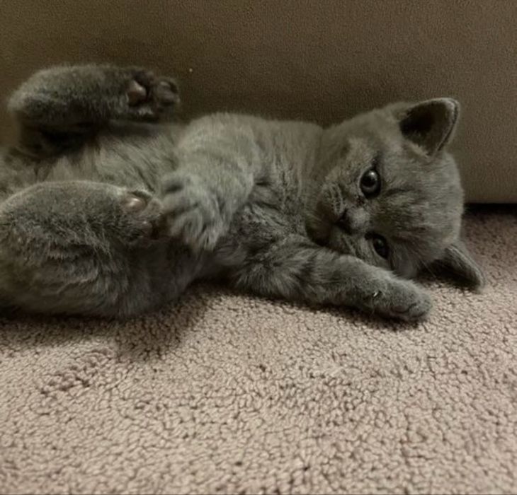 Мальчик скоттиш страйт