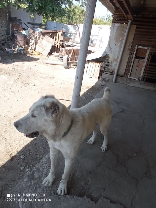 Алабай полтора лет