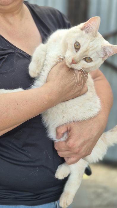 Стерилизованная, добрая кошечка