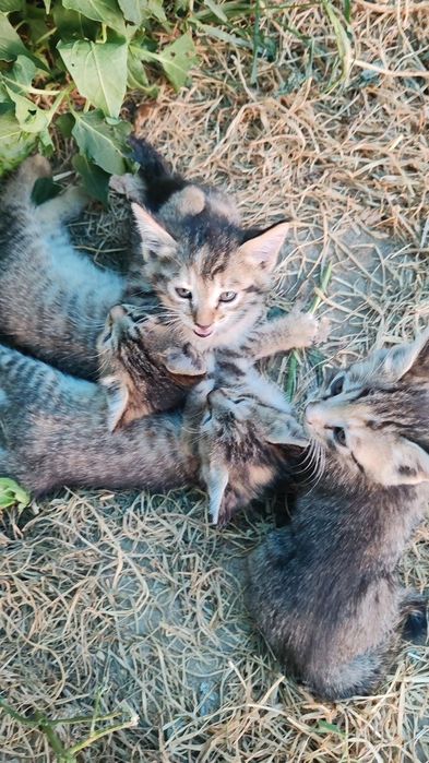 Мушук боласи (котята)
