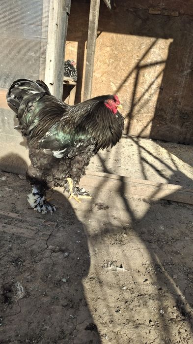 Vând cocoș brahma  negru bobat 2025