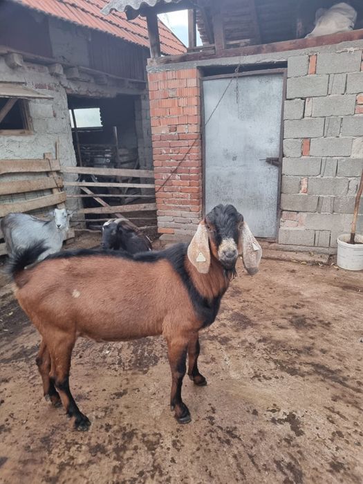 Vând țap anglonubian