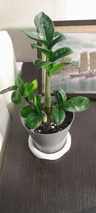 Замиокулькас Зензи