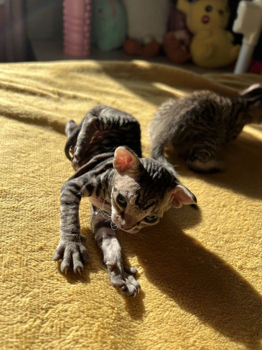 котенок девочка, порода велюровый сфинкс