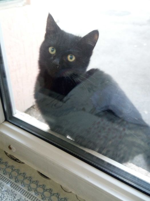 Отдам молодого кота