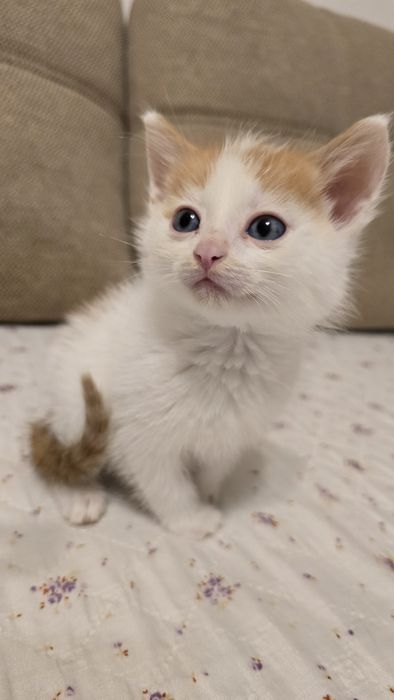 Котята надёжным хозяевам