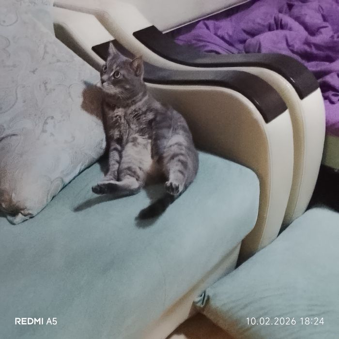 Отдам кота в хорошие руки