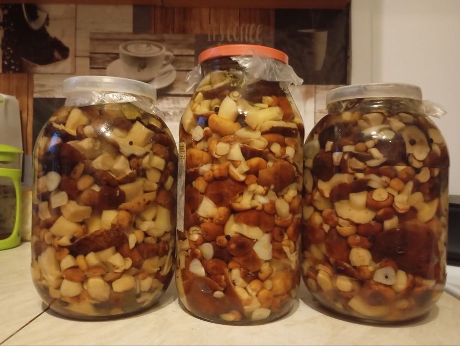 Продам грибы валуи