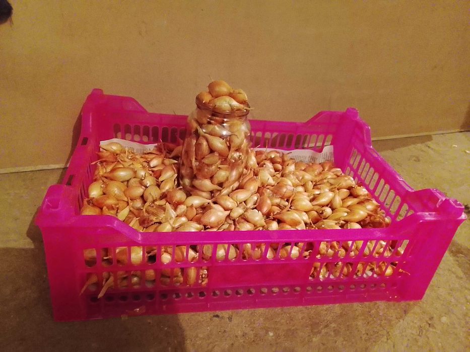 продам лук семейный