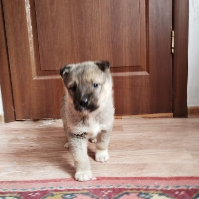 Щенок отдам в добрые руки,