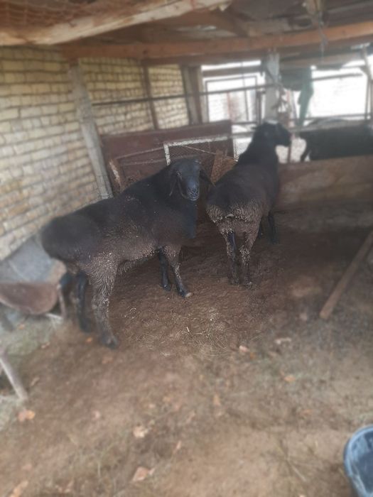 Сурхандарье казоки кучкорлар