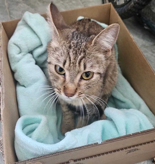 Adoptie pisica tigrata Bambi