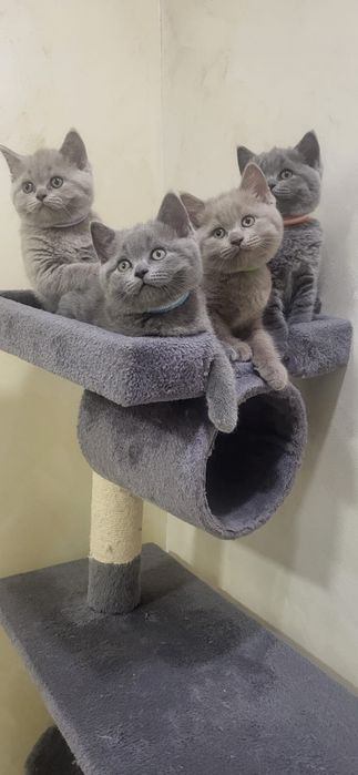 British Shorthair