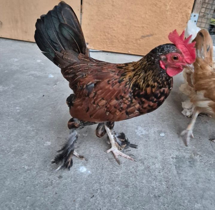 Cocoși Liliputi.
