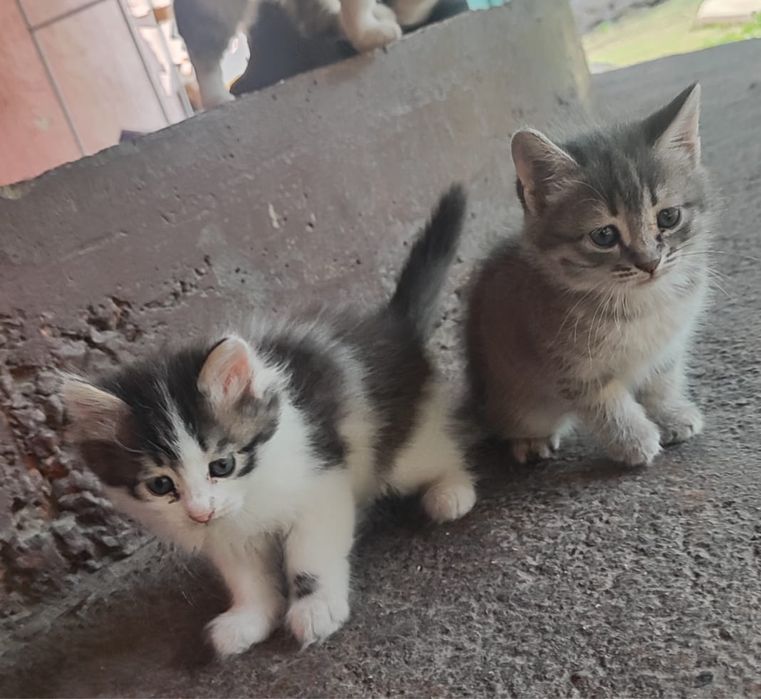 Отдам котят в хорошие руки