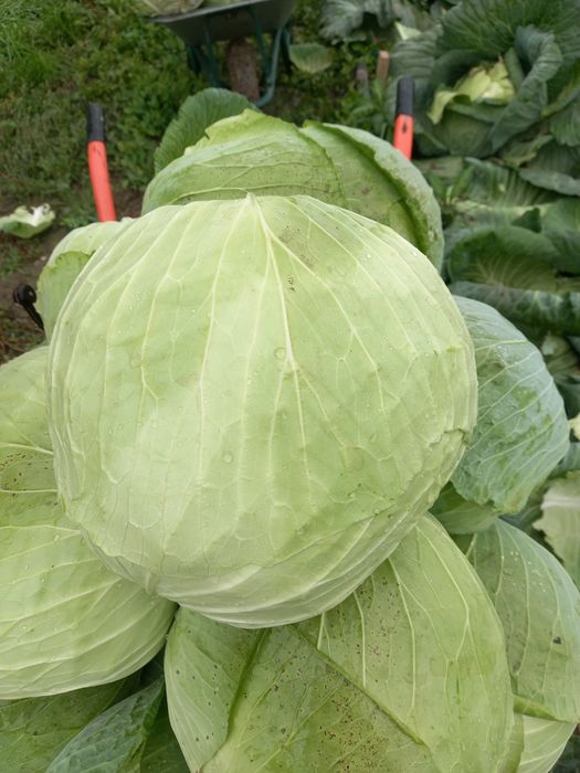Varză de vânzare