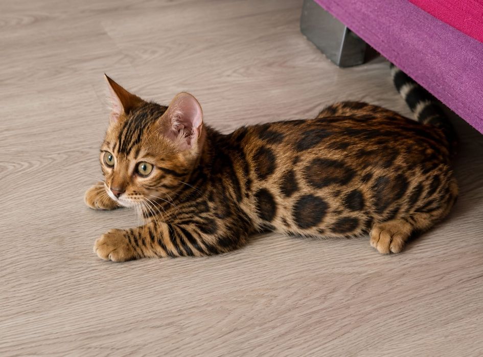 Бенгальский котенок