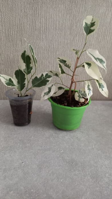 Продам фикус Бенджамина