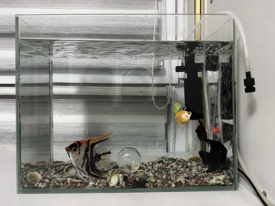 Аквариум с рыбками
