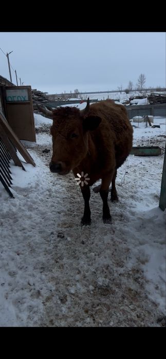 Продам корова молодая