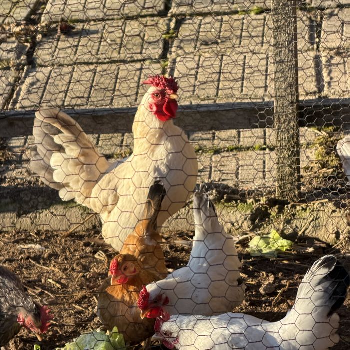 Мини петел и кокошка