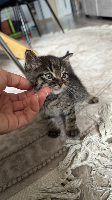 Отдам котенка в дар