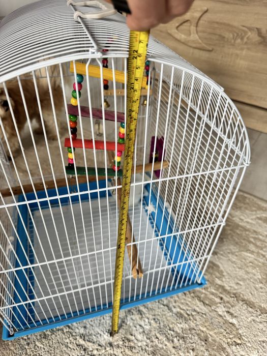 Colivie pasari,papagali , nimfe