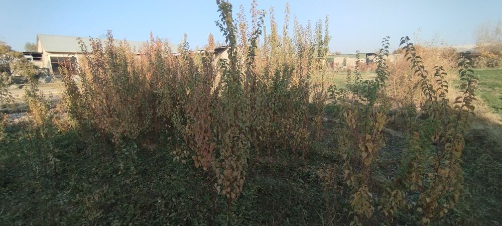 Mevali koʻchatlar sotiladi