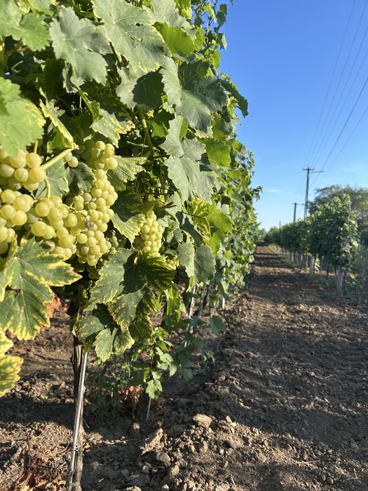 Struguri de vanzare, otonel, ceasla , de vin si de masa